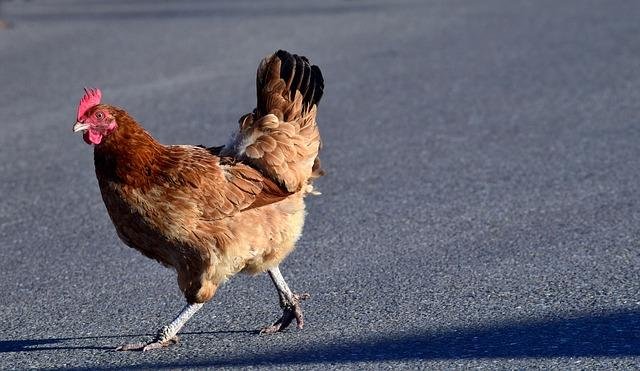 Conoce todas las novedades de Chicken Road 2 en España - overview