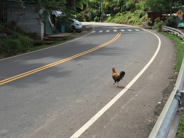 Descubre el misterio de la Poltrona de la Ruta del Pollo en España, chicken road españa