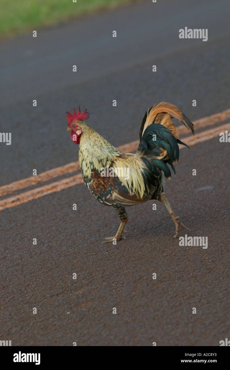 Descubre el Misterio de la Ruta del Pollo en Los Jueguetones de España, jugar chicken road
